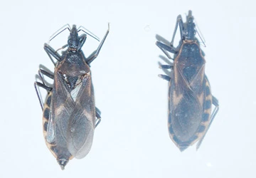 Vụ bọ xít hút máu người: Bộ Y tế: Chưa thấy độc tố gây bệnh ảnh 1