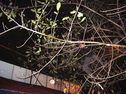 Lễ khai Ấn đền Trần: Hỗn loạn, hàng chục người ngất xỉu ảnh 5