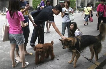Chó sủa quá ba tiếng là phạm pháp ảnh 5
