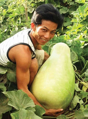 Những cây, quả kỳ lạ ở Việt Nam ảnh 6