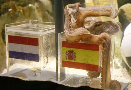 Tiết lộ những bí ẩn cuộc đời bạch tuộc Paul ảnh 2