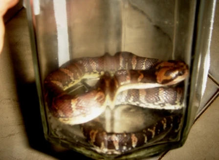 Vụ Rắn lạ quấn cổ rồi cắn người: Rắn lục ảnh 1