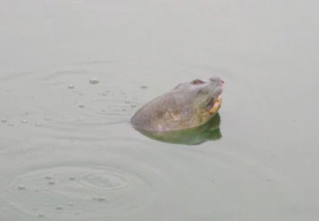 Cụ rùa Hồ Gươm “vãn cảnh” trong giá rét ảnh 1