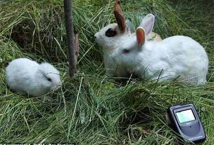 Phát hiện thỏ không tai gần nhà máy Fukushima ảnh 2