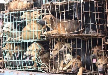 Nạn câu trộm chó ở Việt Nam trên báo Mỹ ảnh 1