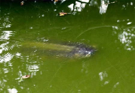 Cận cảnh cụ Rùa nổi trên hồ Gươm ảnh 5 Cận cảnh cụ Rùa nổi trên hồ Gươm ảnh 5