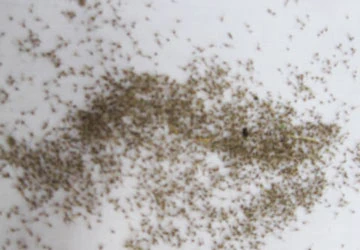 Côn trùng lạ dày đặc ở Tiền Giang ảnh 1