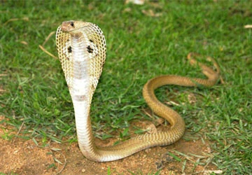 Rắn - sự bí ẩn và công dụng với bệnh xương khớp ảnh 1