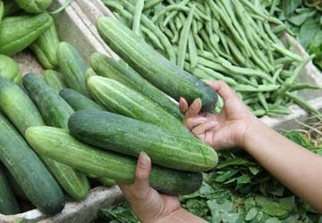 Nhận biết dưa chuột nhiễm khuẩn ảnh 1