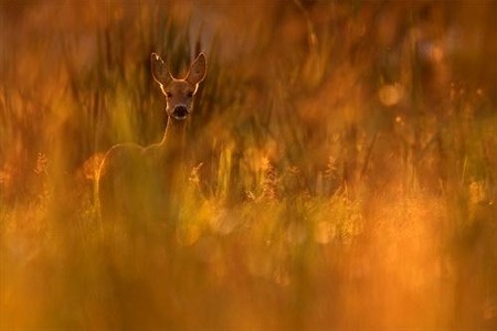 Những bức ảnh số xuất sắc năm 2009 ảnh 24