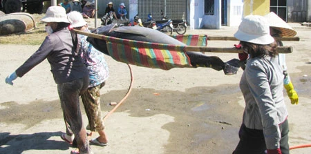 Phú Yên - tết trúng cá ngừ ảnh 2