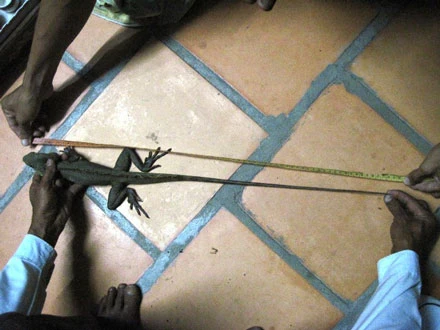 Bắt được con kỳ nhông lạ tại Cà Mau ảnh 2