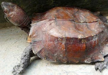 Ly kỳ chuyện giải mã "rùa thần" ảnh 1