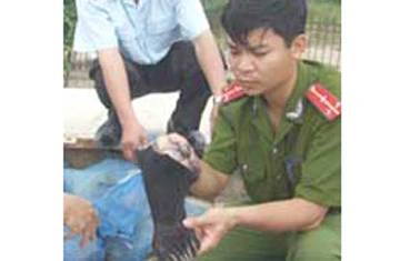 Chở 2 con gấu từ Lào về Nghệ An tiêu thụ ảnh 1