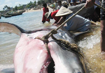 Phú Yên: Bắt cá mập nặng hơn 1 tấn ảnh 1 Phú Yên: Bắt cá mập nặng hơn 1 tấn ảnh 1