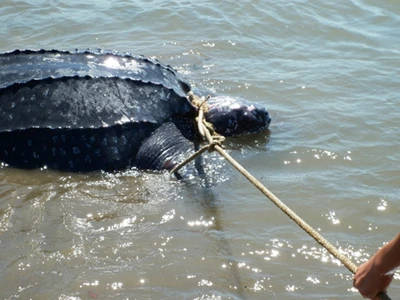 Bắt được rùa lạ, nghi là loài rùa biển cực kỳ quý hiếm ảnh 4 Bắt được rùa lạ, nghi là loài rùa biển cực kỳ quý hiếm ảnh 4