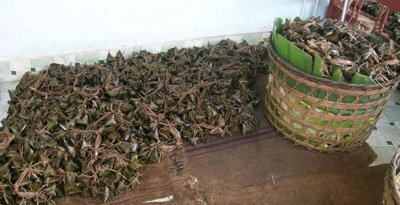 Hình ảnh bánh ú Tết Đoan Ngọ ảnh 18