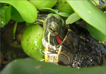 Rùa tai đỏ xuất hiện ở vùng U Minh Thượng ảnh 1