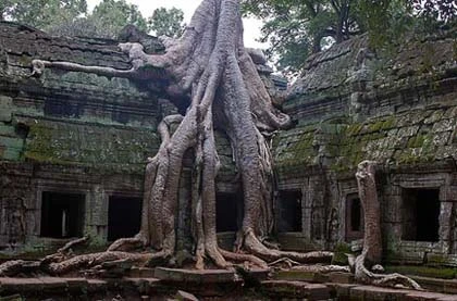 Những loài cây kỳ lạ trên Trái đất ảnh 6 Những loài cây kỳ lạ trên Trái đất ảnh 6