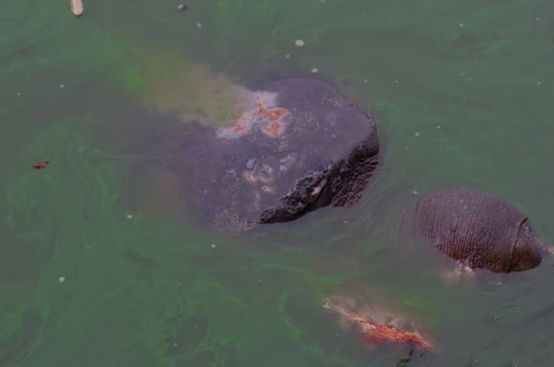 Sáng nay, rùa hồ Gươm lại nổi hơn một giờ ảnh 1