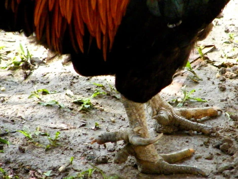 Con gà lạ ảnh 1 Con gà lạ ảnh 1