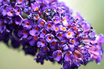 Hoa héo một chút cũng tạo nên một bức hình thú vị. Ảnh: Photorada.