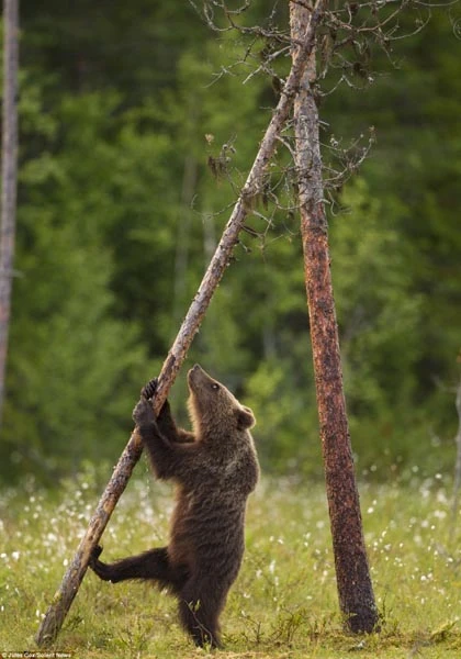 Ngộ nghĩnh gấu xếp hàng, đứng hai chân như người ảnh 6
