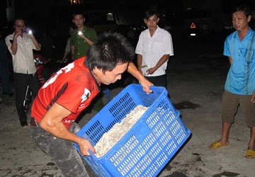 Từ vụ “giải cứu” 2,2 tấn chân trâu bò thối: Phát hiện hơn tám tấn chân trâu bò và lòng heo thối ảnh 1