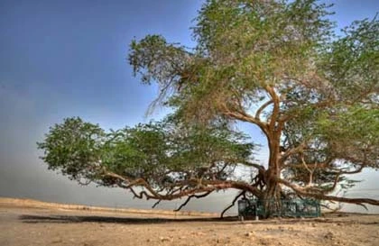 Những loài cây kỳ lạ trên Trái đất ảnh 2 Những loài cây kỳ lạ trên Trái đất ảnh 2