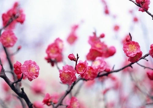 Làm đẹp nhờ hoa ngày Tết ảnh 1