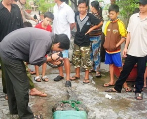 48 cá sấu xổng chuồng bị bắt ảnh 1 48 cá sấu xổng chuồng bị bắt ảnh 1