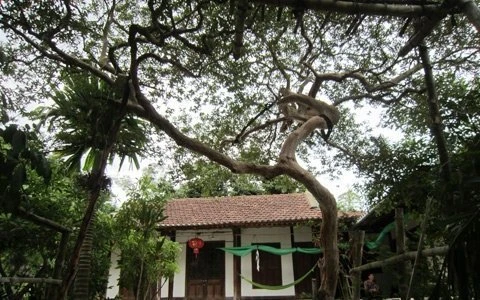 Cây ổi lạ có giá hàng trăm triệu ảnh 2