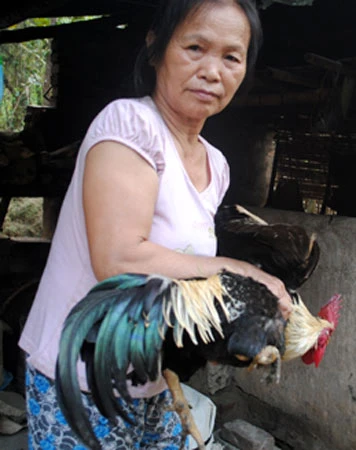 Cuộc sống đảo lộn vì đàn gà 9 cựa ảnh 2