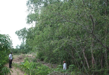 Tàn sát cây bần ổi vì… cả tin! ảnh 1