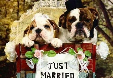 Dịch vụ đám cưới cho chó, mèo ảnh 1