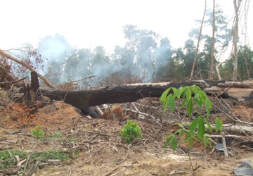 Vụ “Ai tiếp tay cho HTX bán rừng ở Bình Phước?": Phó phòng Bảo vệ chính trị nội bộ tỉnh có phần hùn ảnh 1