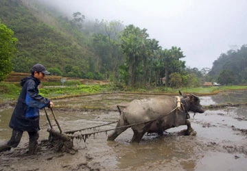Giáo viên đi... cày! ảnh 1 Giáo viên đi... cày! ảnh 1