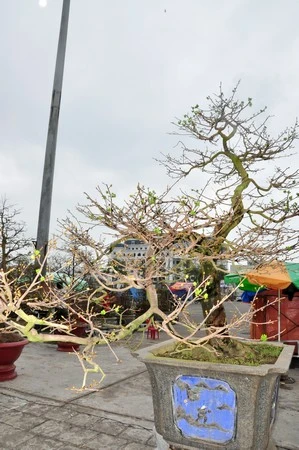 Mai “khủng” giá 150 triệu đồng ảnh 3