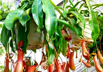 Lan nắp ấm: Cây lạ và quý hiếm nhập về Việt Nam ảnh 1