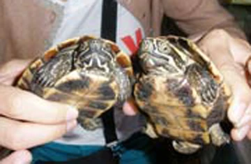 Xuyên đại ngàn săn rùa vàng ảnh 1