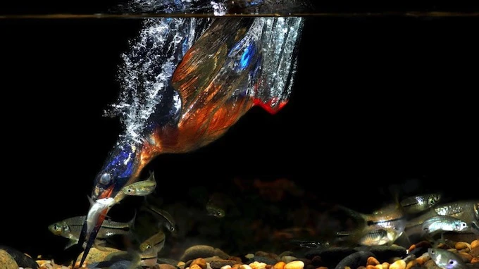 Bộ ảnh chim bói cá săn mồi độc đáo ảnh 2