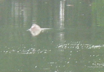 Cụ Rùa nổi sáng 3-3 ảnh 1