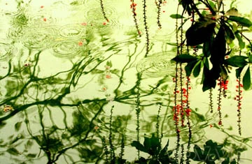 Lộc vừng già hồ Gươm lại trổ hoa ảnh 4