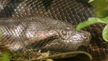 Xem các nhà nghiên cứu "vật nhau" với trăn khổng lồ ảnh 4