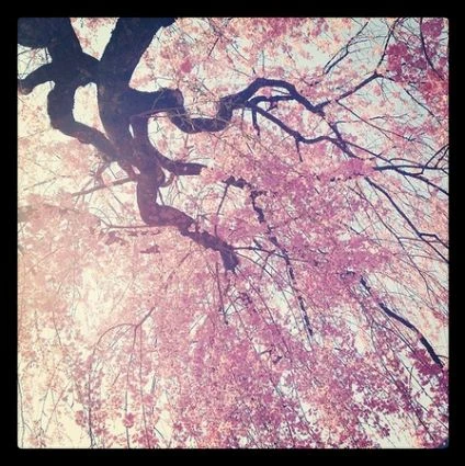 Những bức ảnh chuyển mùa đẹp ấn tượng chụp bằng iPhone ảnh 1