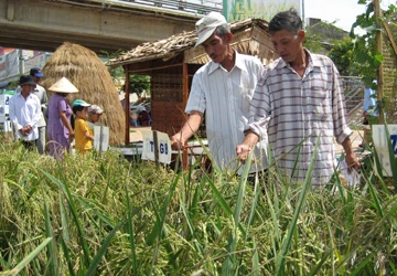 Tôn vinh cây lúa Việt Nam ảnh 1 Tôn vinh cây lúa Việt Nam ảnh 1