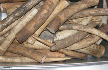 Phát hiện gần 2 tấn ngà voi nhập lậu ảnh 1