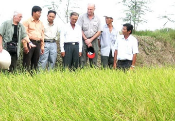 Kỹ sư Cua và giống lúa thơm ảnh 2 Kỹ sư Cua và giống lúa thơm ảnh 2