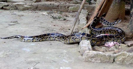 Kỳ 2: Cả bản tức điên vì bầy trăn mò về bản trộm vật nuôi ảnh 6