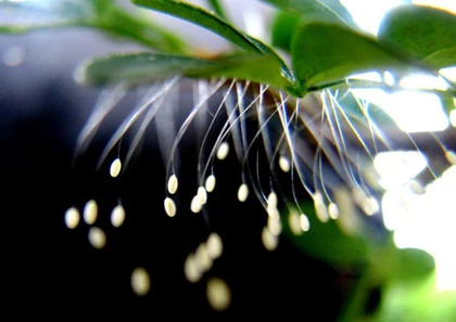 Cụ bà mua trúng chậu kiểng nở ra “loài hoa 3.000 năm” ảnh 2